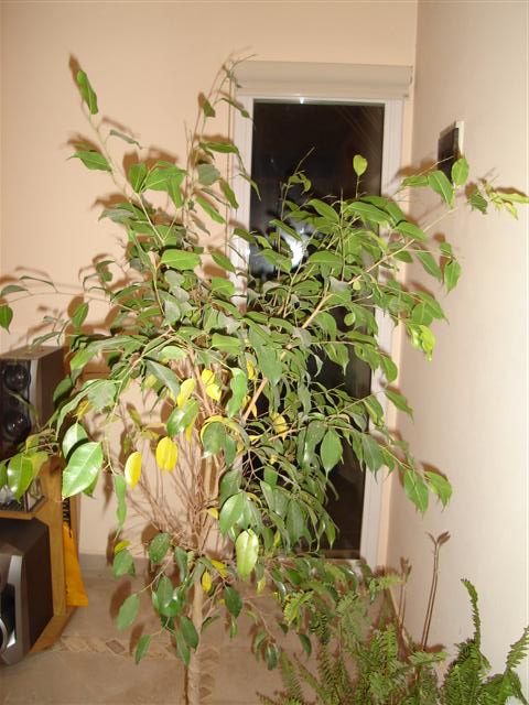 [Ficus.JPG]
