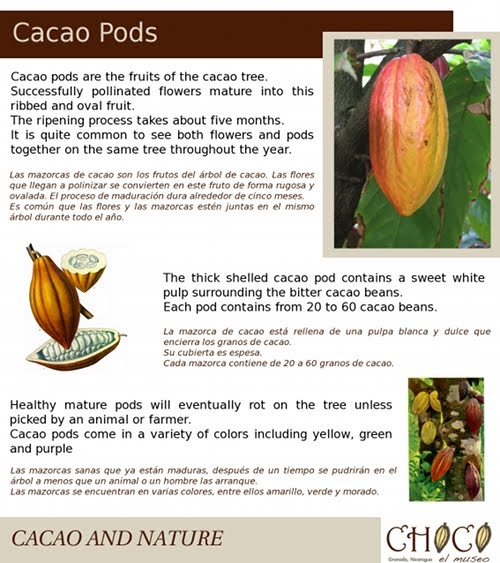 Granada Nicaragua The Different parts of the Cacao Tree