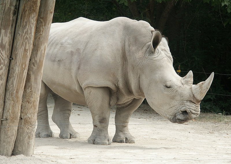 Rhinos?