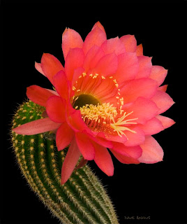 cactusii de toate felurile(ingrijirea si inmultirea lor) !!!!!! Trichocereus+hybrid1