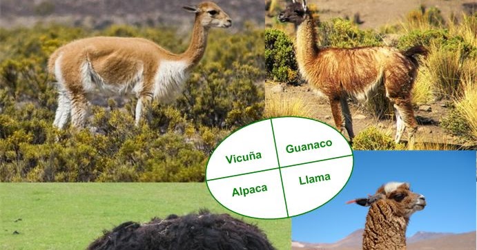 how do you pronounce llama the animal in spanish