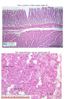 free histology pdf file