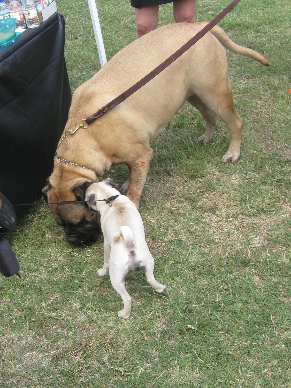 [woofstock+day+007.JPG]