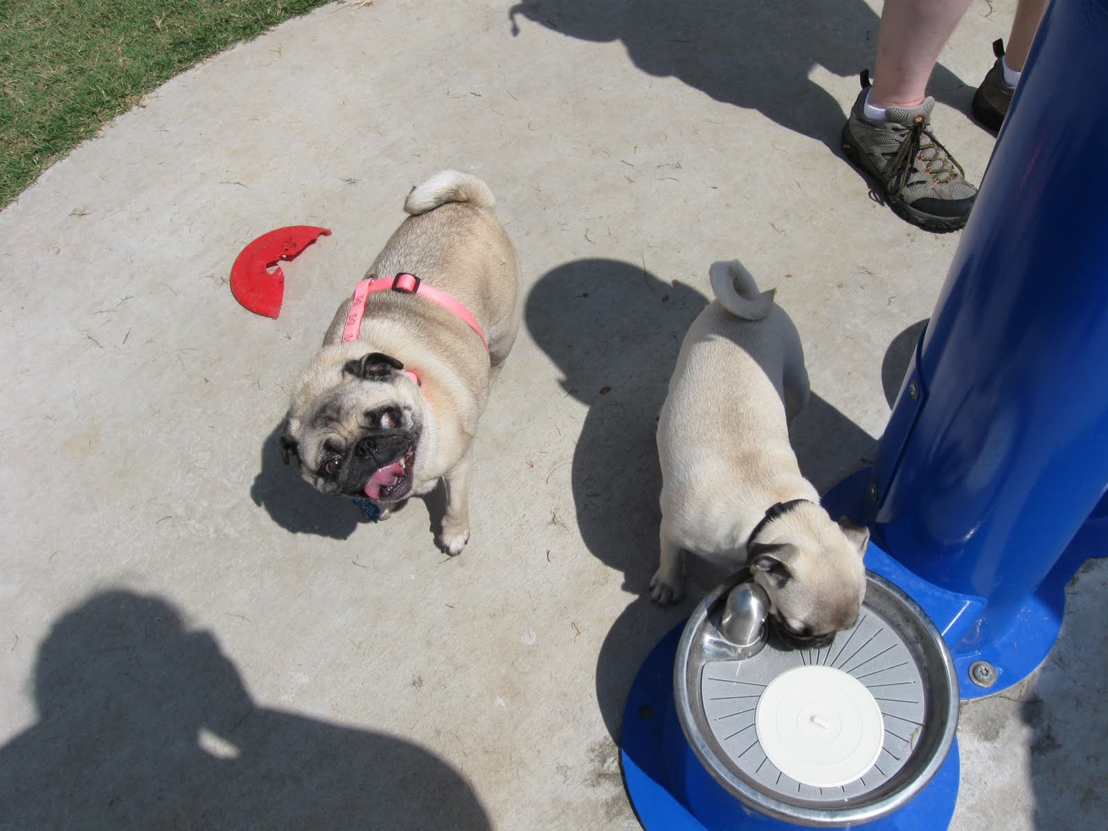 [woofstock+day+005.JPG]
