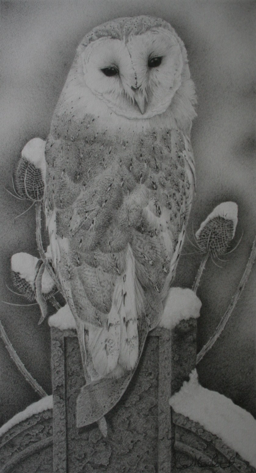 Barn Owl Drawing