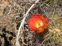 Cactus flower in Texas