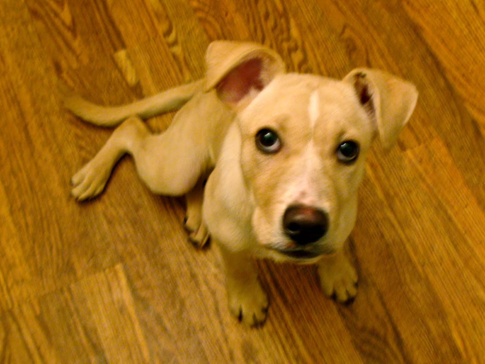 lab terrier mix puppy