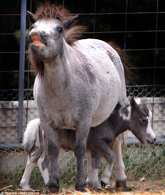 My little pony : The tiny horse in the world My little pony : The tiny horse in the world