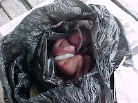 http://4.bp.blogspot.com/_aObFLS4rOBU/THJ6giSV30I/AAAAAAAAB-A/IHvJUi3bc4A/s1600/bayi2.jpg