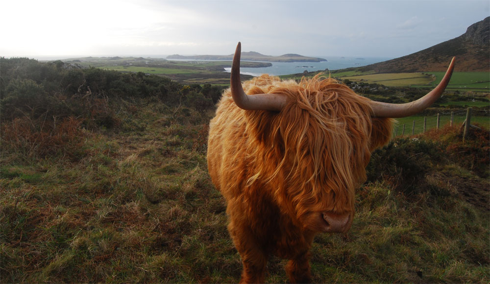 [gingercow.jpg]