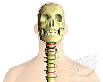 formation of bones and teeth