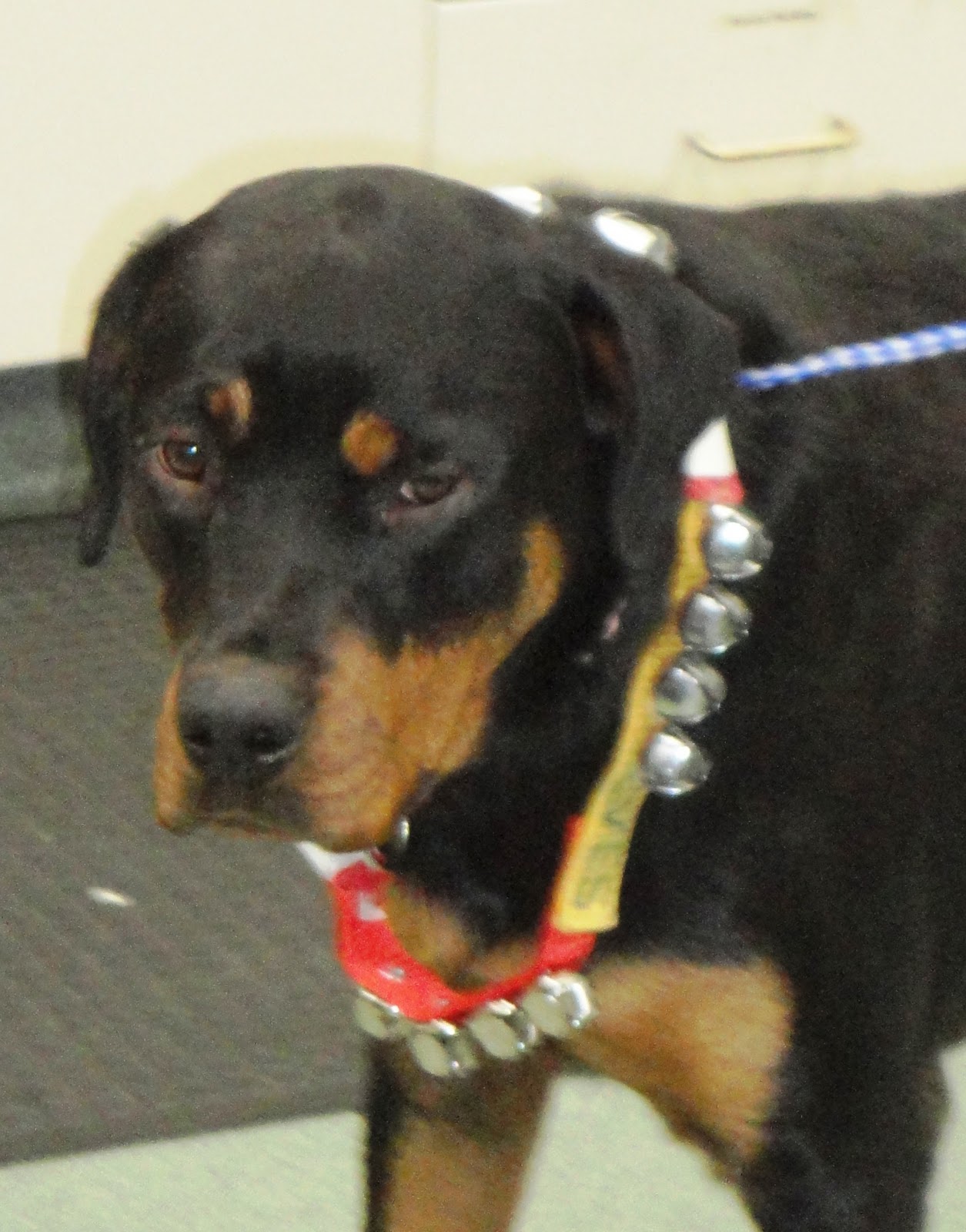 rottweiler having seizures