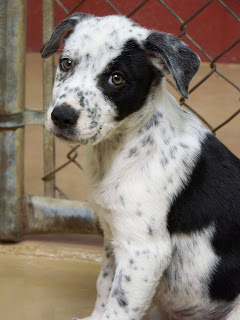 cattle dog cross puppies