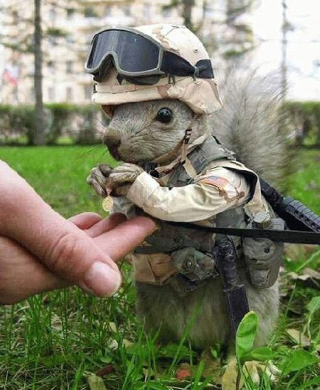 [army_squirrel.jpg]