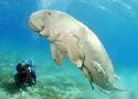 dugong