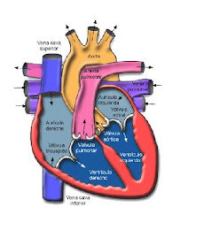 CIRCULACION EN CORAZON