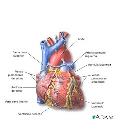 COMPONENTES DEL CORAZON