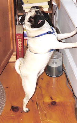 Pug Farm