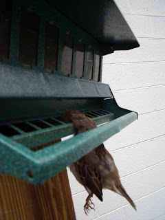 My Life With Birds One Way To Kill A House Sparrow