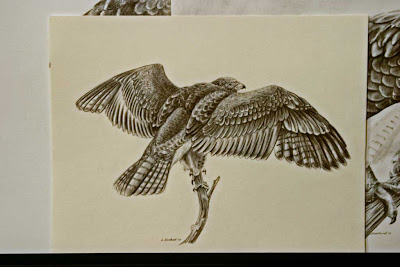  Tailed Hawk Drawing on Sandhurst  Artist  Calgary  Alberta  Red Tail Hawk Pencil Drawing