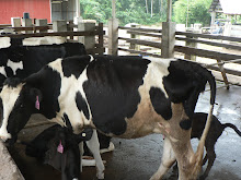 Lembu Susu Holstein