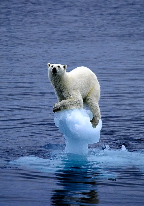 [iceberg1DM0404_468x670.jpg]