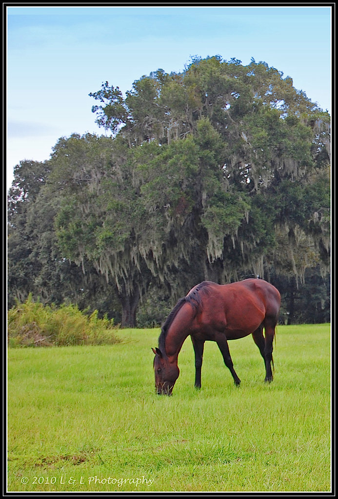 Ocala, Central Florida & Beyond Horse farms & thoroughbreds Ocala, the Horse Capitol of the World