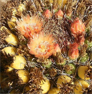 Ferocactus wislizeni