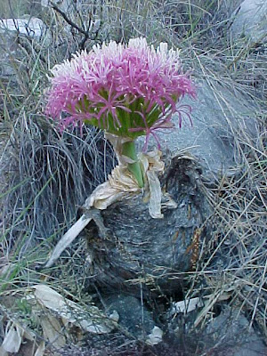 Boophone disticha