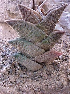 Haworthia diversifolia