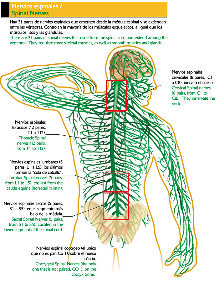 cadena ganglionar simpatica cervical high energy cadena ganglionar simpatica cervical high energy