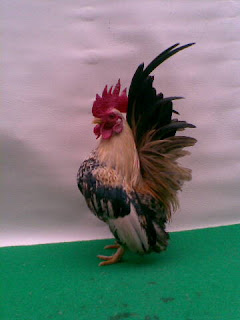 Budidaya Ayam Serama ternak Ayam Serama