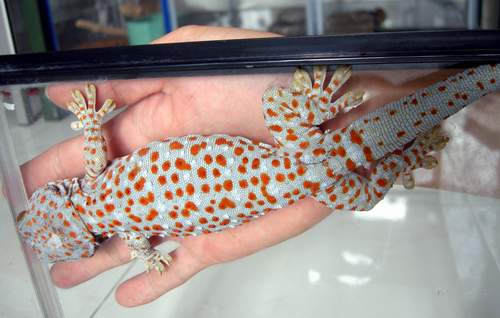 Cicok Tokek