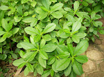 Daun Gingseng
