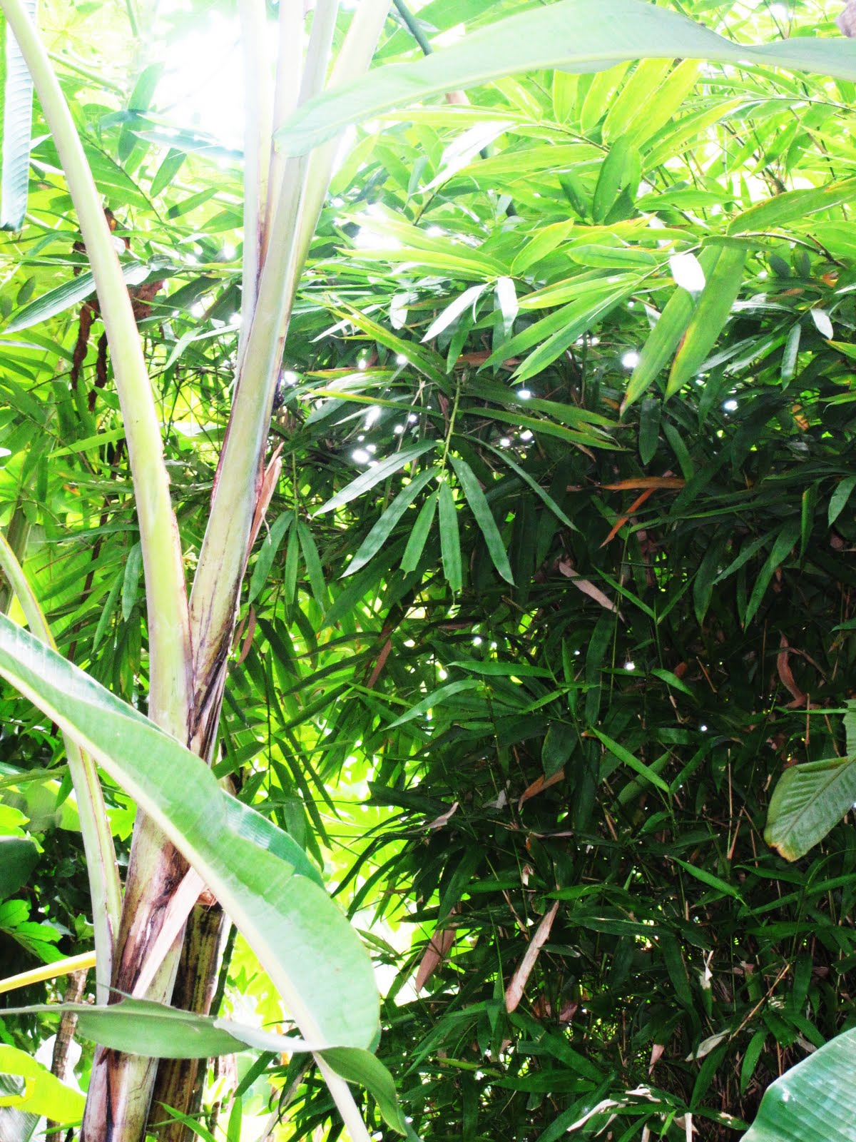 SENI RUPA ALAM MELAYU: DI CELAH BELUKAR ILMU