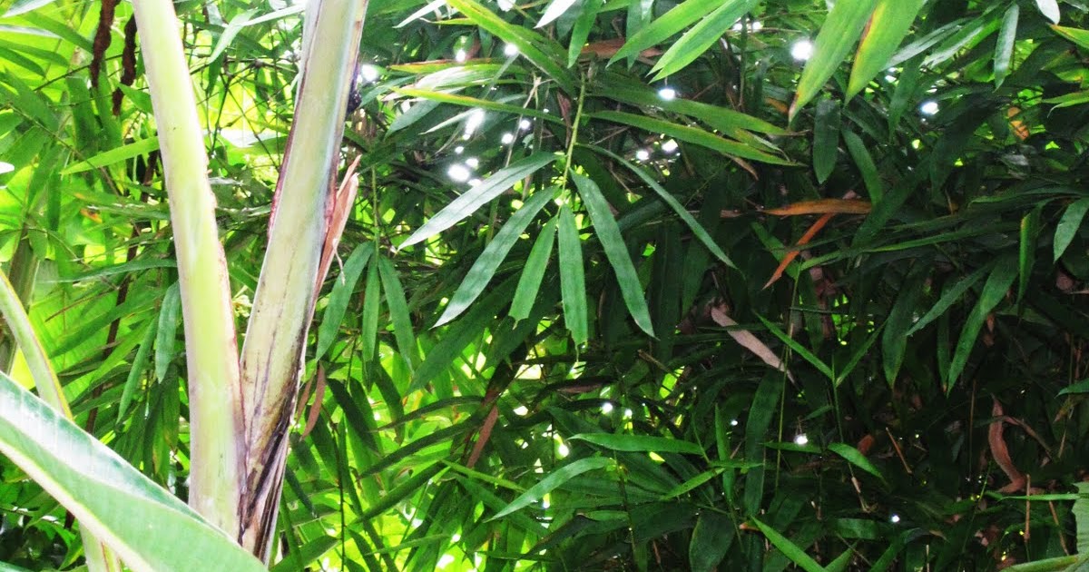 SENI RUPA ALAM MELAYU: DI CELAH BELUKAR ILMU