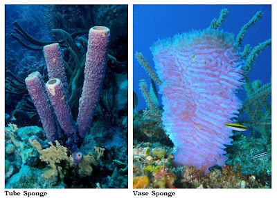 Porifera Famous Sea Sponges