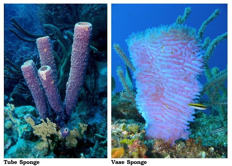 Porifera FAMOUS SEA SPONGES