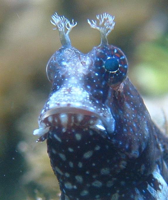 [face+fish.JPG]