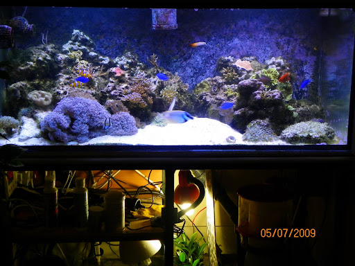 O meu aquário JHyTgE_CghY