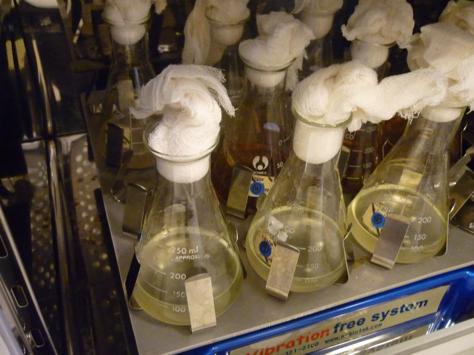 Meets The World Sugar High.