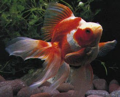 Mayorista de Peces