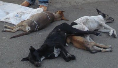 [CUATRO+PERROS+MUERTOS]