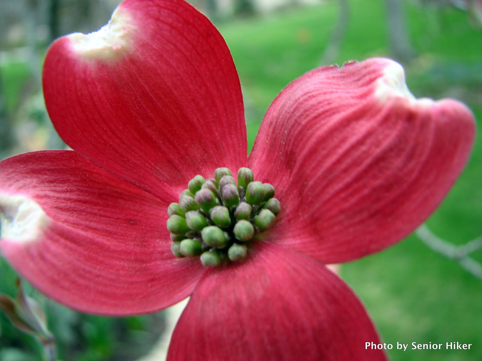 Dogwood+tree+blossoms