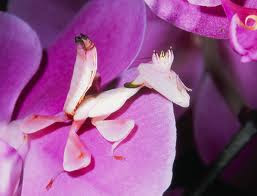 Mantis orquidea Mantis orquidea