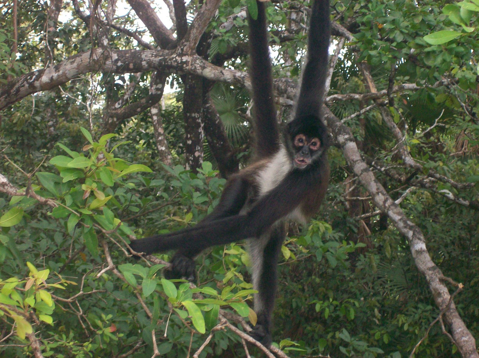 "I am coming at you like a Spider Monkey!"