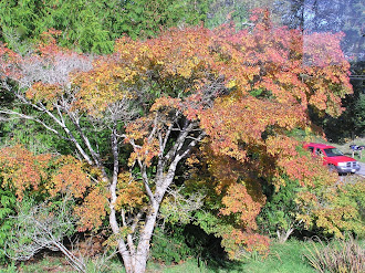 Fall Foliage