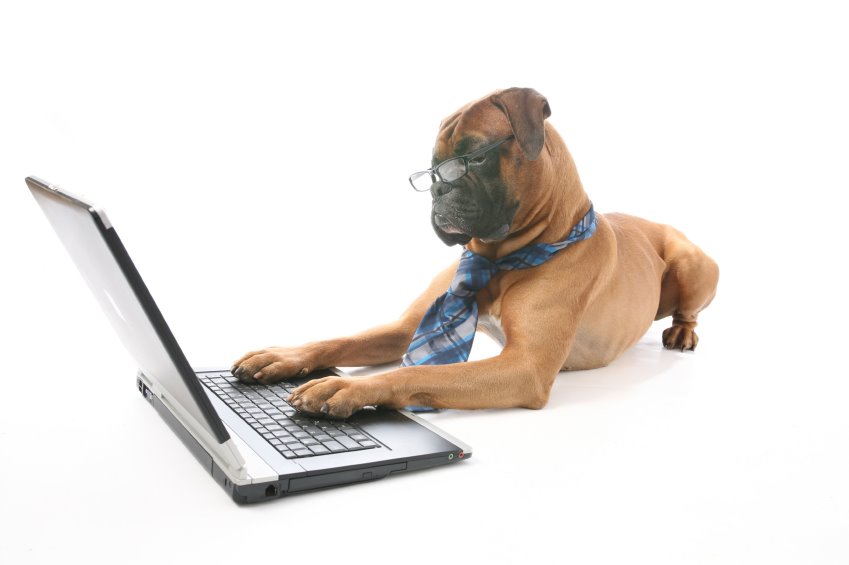 [dog-on-laptop.jpg]