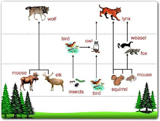 Siberian Taiga Food Web