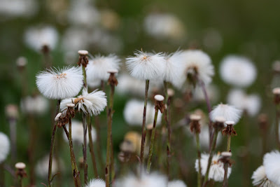 coltsfoot